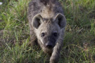 Young hyenas essentially duplicated the social group of their mothers, even as cubs grew older and stopped spending as much time in close proximity to their moms. (Image: Kate Shaw Yoshida)