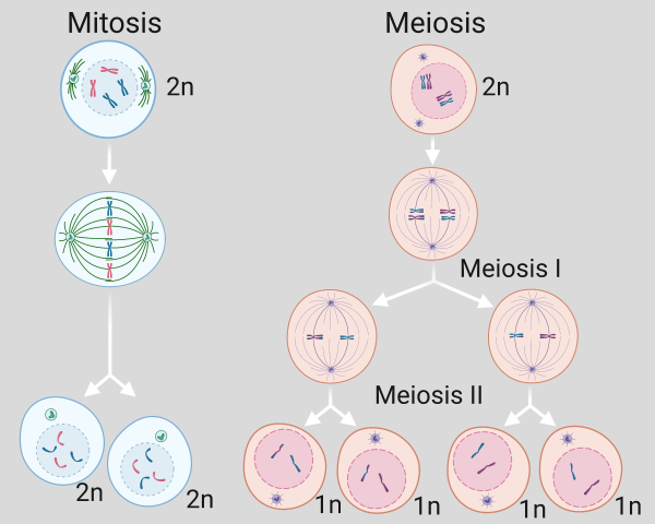 Meiosis leads to twice as many cells as mitosis with half as many chromosomes each. To achieve this, sister chromatids are kept together in the first round of meiosis, rather than pulled apart as they are in mitosis or the second round of meiosis. Cells labelled 1n have one set of chromosomes, while cells labelled 2n have two. (Image: Nolan Maier, created with BioRender.com)