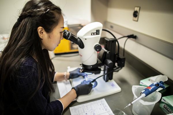 Meng, who is pursuing an engineering major, is examining how bacteria that dwell in plant roots affect the plants’ susceptibility to parasites. 