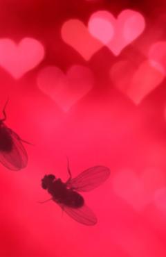 fruit fly courtship