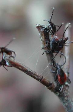 Photo: Black legged ticks
