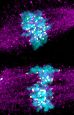 New findings reveal the varied roles of a key protein in cell division. When the protein Meikin is not properly cleaved before meiosis II, chromosomes do not align properly, causing problems in cell division (bottom image). Chromosomes are in blue and the cellular machinery that pulls them to opposite sides of the cell is in purple. (Image: Jun Ma)