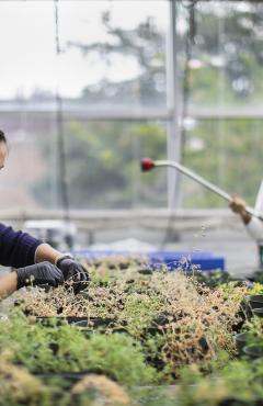 To study coevolution, the responsibilities of Nova Meng and Linda Wu included caring for plants in the Penn greenhouse. (Image: From July 2021, when masks were not required)