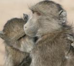 photo of baboons