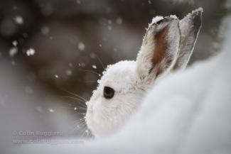 Snow rabbit