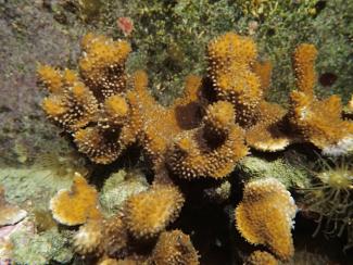Hemaphroditic coral